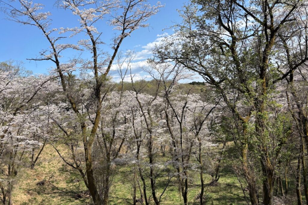 近所の公園、青い空に山桜が咲いている様子。